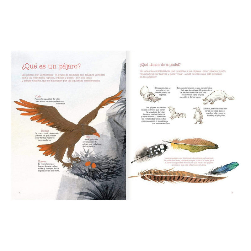 Vuelo De Pájaros Americanos / Juan José Donoso