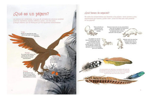 Vuelo De Pájaros Americanos / Juan José Donoso