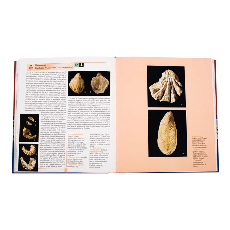 Atlas Ilustrado De Los Fósiles / Lexus