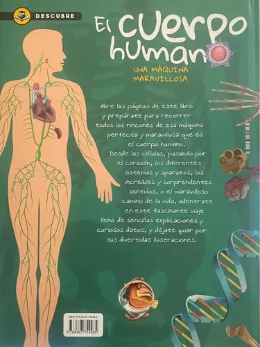 Descubre El Cuerpo Humano (tapa Dura) / Lexus