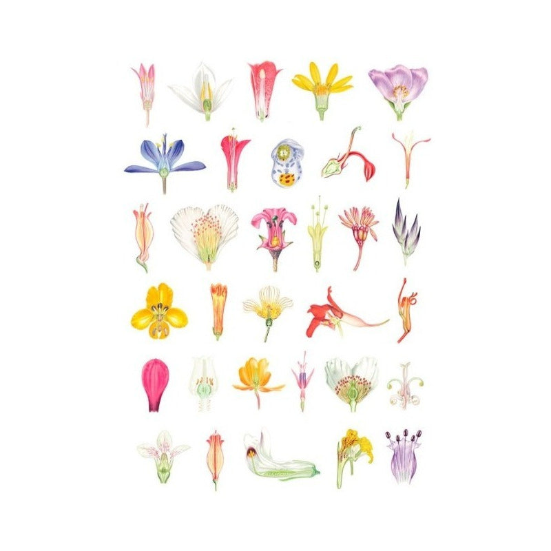 Plantas Y Arboles De Los Bosques De Chile / Gardner