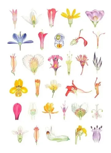 Plantas Y Arboles De Los Bosques De Chile / Gardner