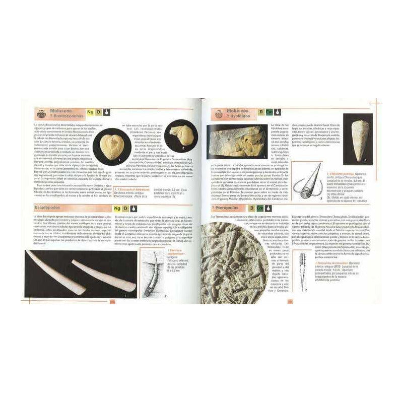 Atlas Ilustrado De Los Fósiles / Lexus