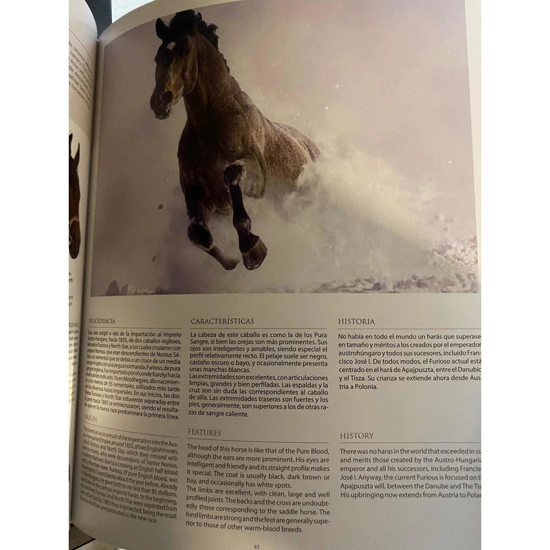 Caballos Razas Y Orígenes (tapa Dura) / Lexus