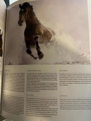 Caballos Razas Y Orígenes (tapa Dura) / Lexus