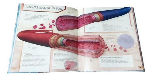Enciclopedia Actualizada Del Cuerpo Humano (t. Dura) / Lexus