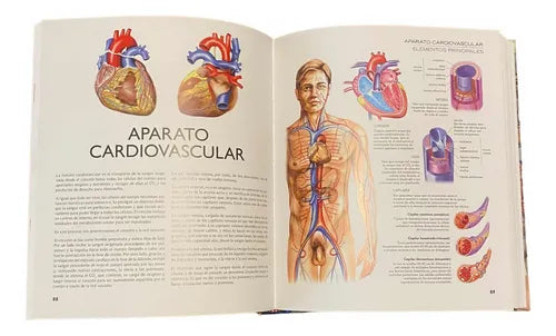 Atlas Ilustrado De Anatomia (tapa Dura) / Lexus