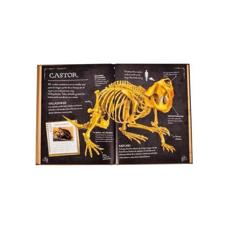 Colección De Huesos Animales (tapa Dura) / Lexus