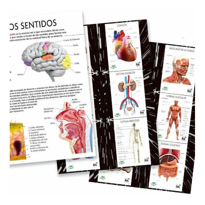 El Gran Libro Del Cuerpo Humano Realidad Aumentada / Lexus