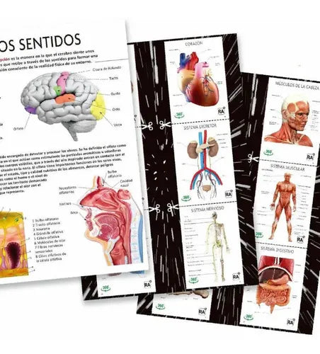 El Gran Libro Del Cuerpo Humano Realidad Aumentada / Lexus