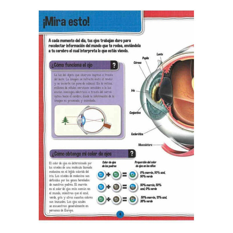 El Fascinante Cuerpo Humano Libro+maqueta Esqueleto / Lexus