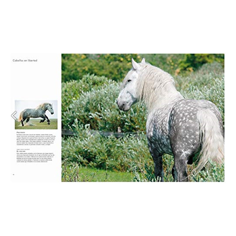 Caballos En Libertad (tapa Dura) / Brendgard Y Slawik