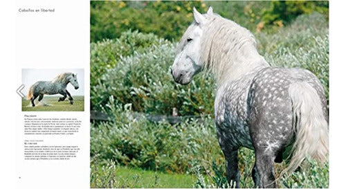 Caballos En Libertad (tapa Dura) / Brendgard Y Slawik