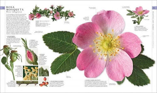 Dk El Libro De La Naturaleza Guia Visual (tapa Dura)