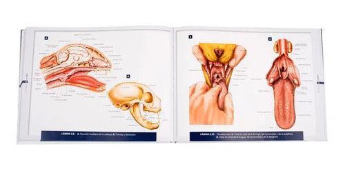 Atlas De Anatomia De Pequeños Animales (t. Dura) / Lexus