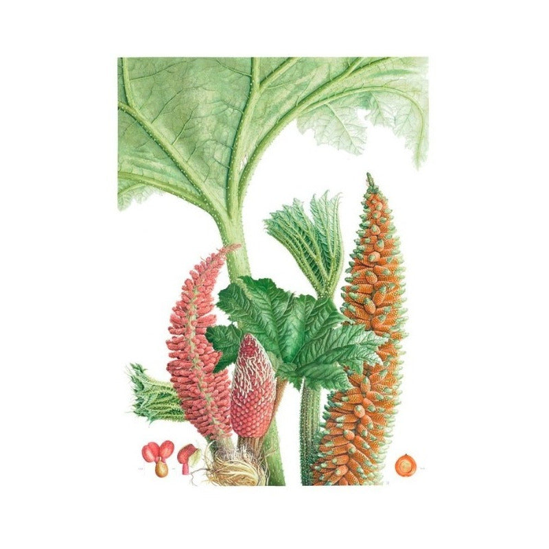 Plantas Y Arboles De Los Bosques De Chile / Gardner