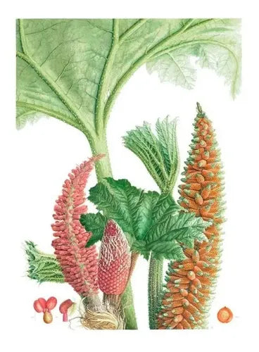 Plantas Y Arboles De Los Bosques De Chile / Gardner