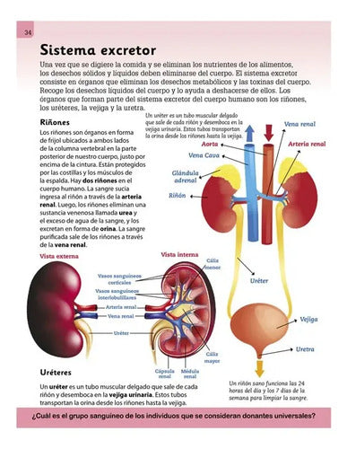 Enciclopedia Ilustrada Para Niños Cuerpo Humano / Lexus