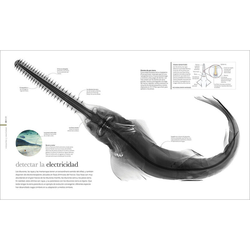 Dk Enciclopedia Oceanos El Mundo Secreto (tapa Dura)