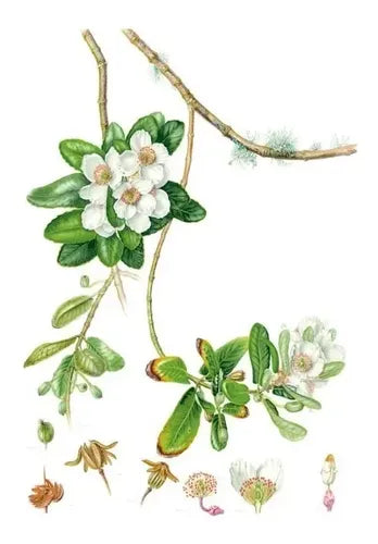 Plantas Y Arboles De Los Bosques De Chile / Gardner