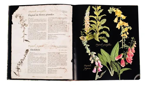 Atlas Ilustrado De Plantas Medicinales (tapa Dura) / Lexus