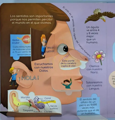 Exploro El Cuerpo Humano (tapa Dura) / Mundicrom