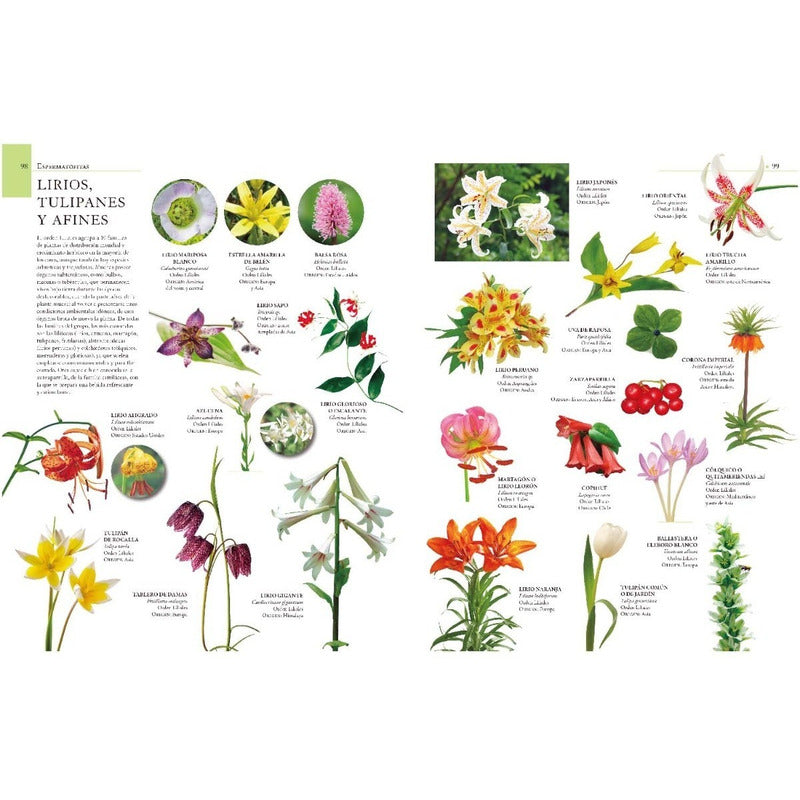 Enciclopedia Ilustrada Del Reino Vegetal (tapa Dura) / Lexus