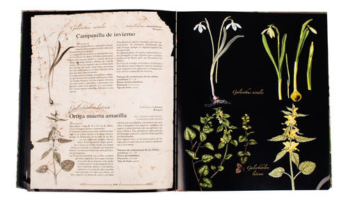 Atlas Ilustrado De Plantas Medicinales (tapa Dura) / Lexus
